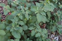 Physalis viscosa