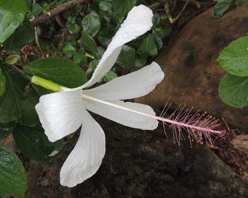 Hibiscus arnottianus ssp. immaculatus