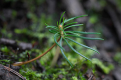 Picea × fennica