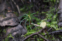 Picea × fennica