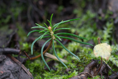 Picea × fennica