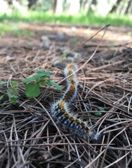 Thaumetopoea pityocampa