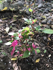 Alternanthera bettzickiana