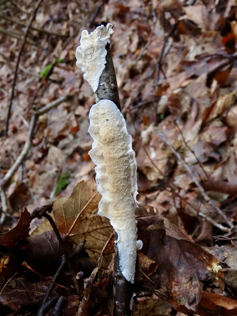 Byssomerulius corium · February 2026 · photo: © susanne20 (iNaturalist, cc-by)