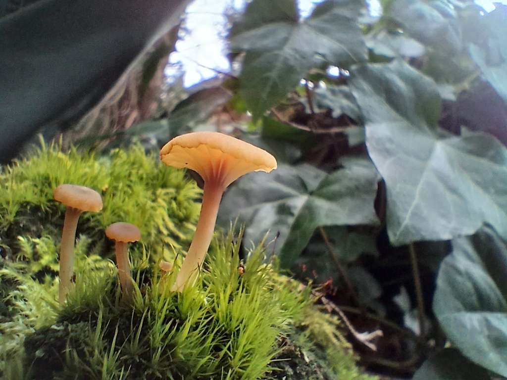Lichenomphalia ericetorum · March 2026 · photo: © sarahritter (iNaturalist, cc0)