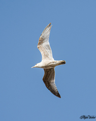 Larus argentatus argentatus
