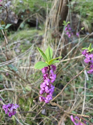 Daphne mezereum