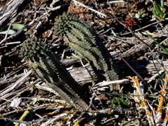 Euphorbia nesemannii