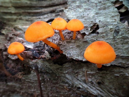 orange mycena