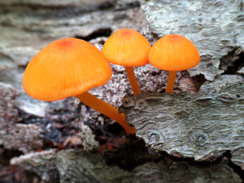 orange mycena