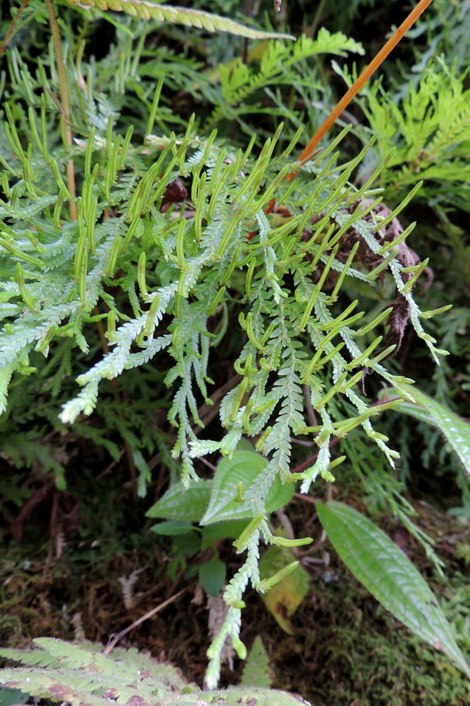 Selaginella arbuscula