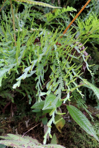 Selaginella arbuscula
