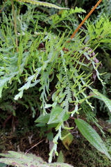 Selaginella arbuscula