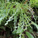 Selaginella arbuscula - Photo (c) Anita Gould, algunos derechos reservados (CC BY-NC), subido por Anita Gould