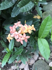 Ixora chinensis
