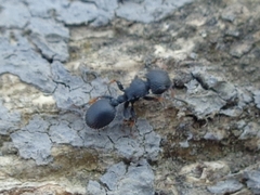 Cataulacus taprobanae