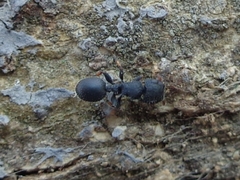 Cataulacus taprobanae