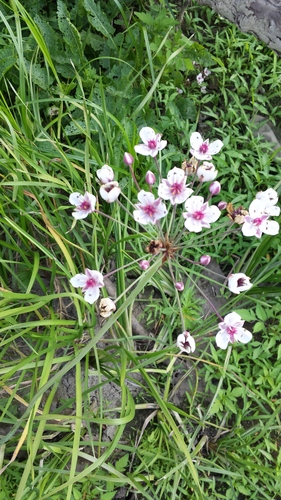 Flowering-rush (Butomus umbellatus)