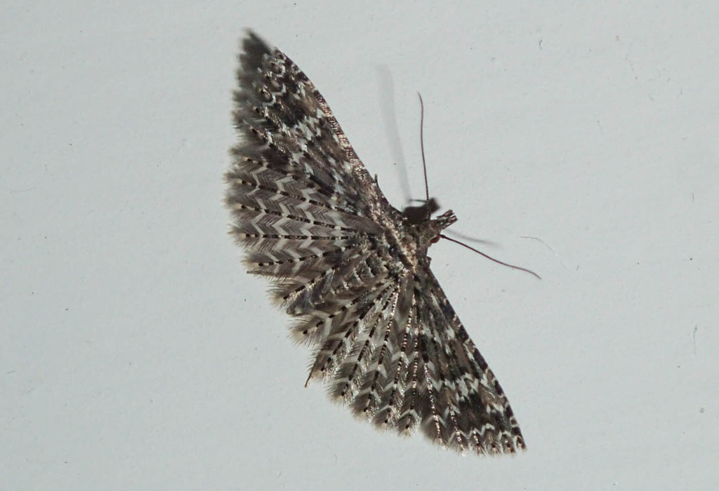Alucita huebneri