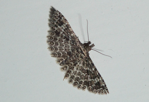 Alucita huebneri