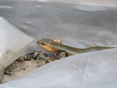 Plestiodon chinensis