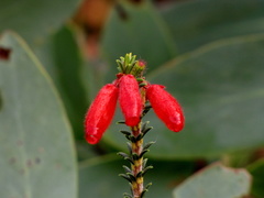 Erica cerinthoides cerinthoides