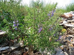 Dracocephalum moldavica