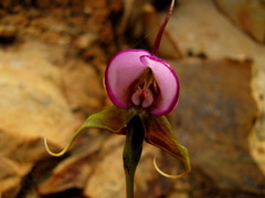 Disperis capensis capensis