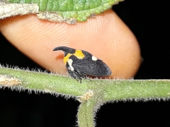 Enchophyllum quinquemaculatum