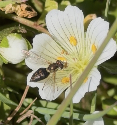 Unknown species found near Oroville, CA, US