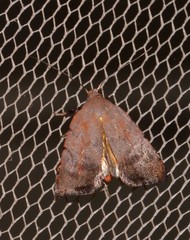 Tortricopsis semijunctella