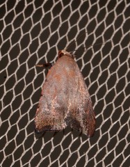 Tortricopsis semijunctella