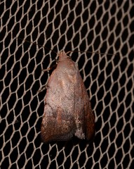 Tortricopsis semijunctella