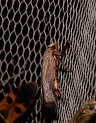 Tortricopsis semijunctella