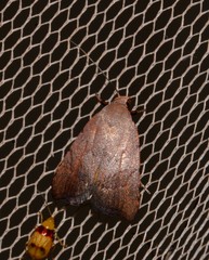 Tortricopsis semijunctella