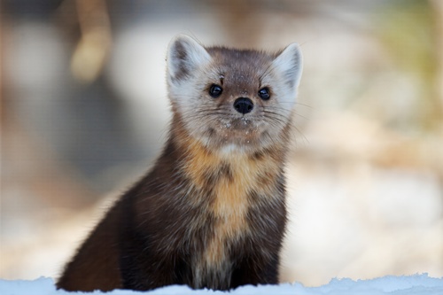 American Marten, photo 4 of 10