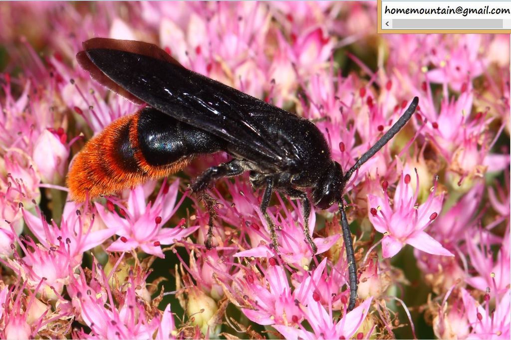 Scolia sinensis