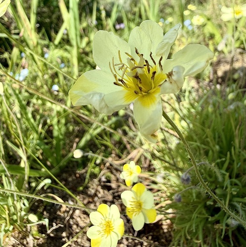 Narrowleaf Queen Poppy (Hesperomecon linearis)