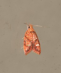 Lophopepla igniferella