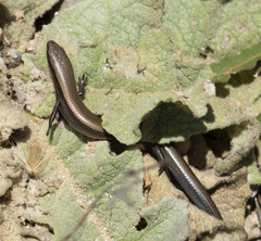 Ablepharus kitaibelii