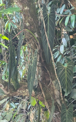 Philodendron melanochrysum