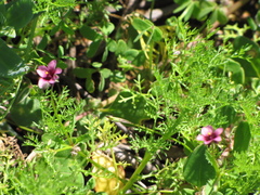Diascia maculata