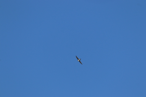 Fork-tailed Palm Swift (Tachornis squamata), photo 2