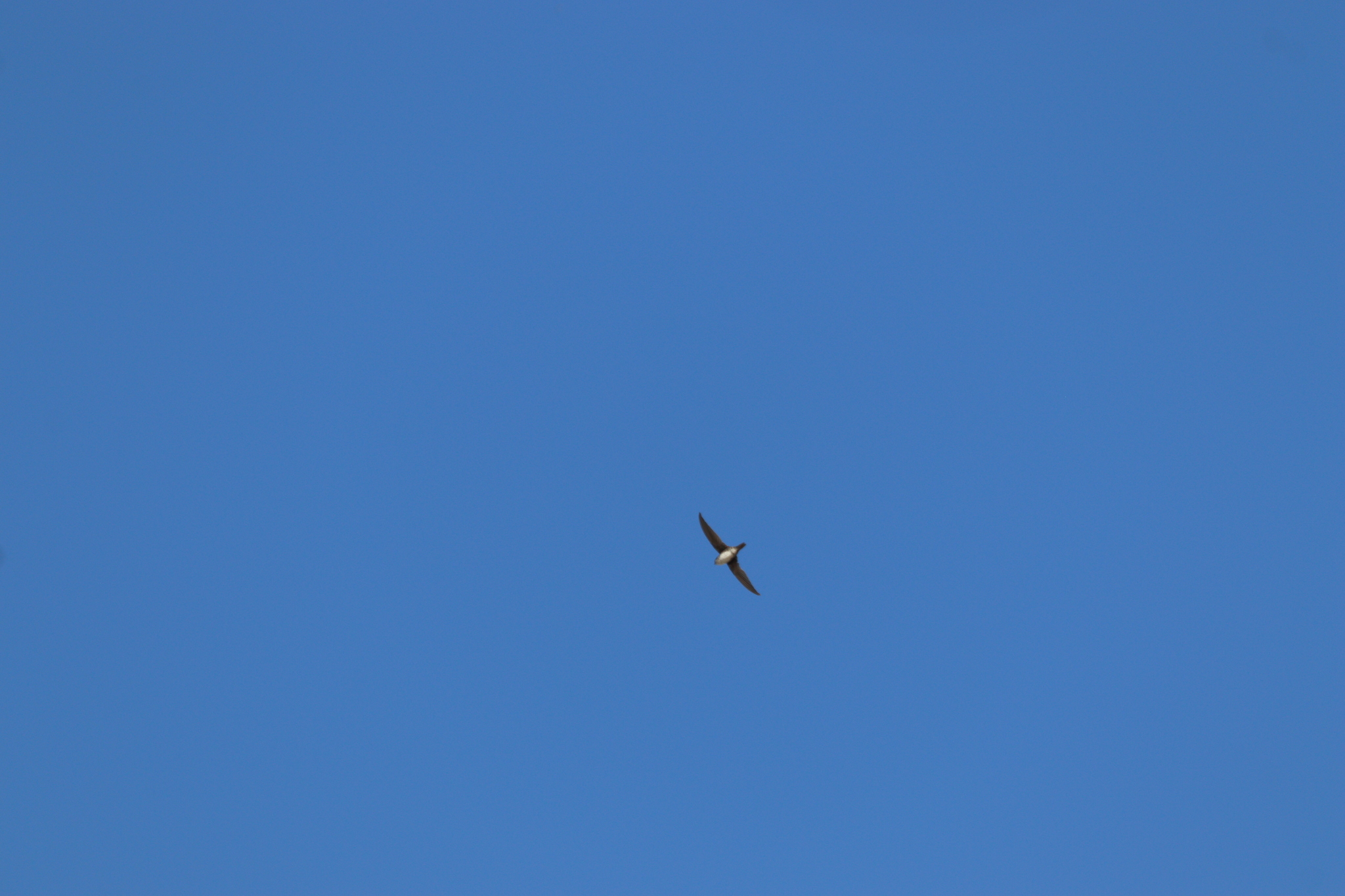 Fork-tailed Palm Swift (Tachornis squamata), photo 1