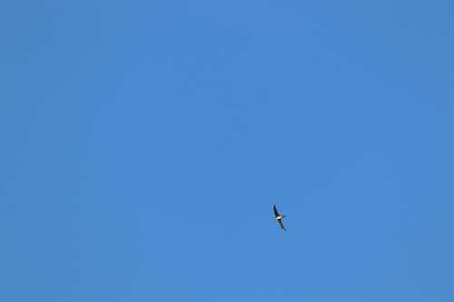 Fork-tailed Palm Swift (Tachornis squamata), photo 3