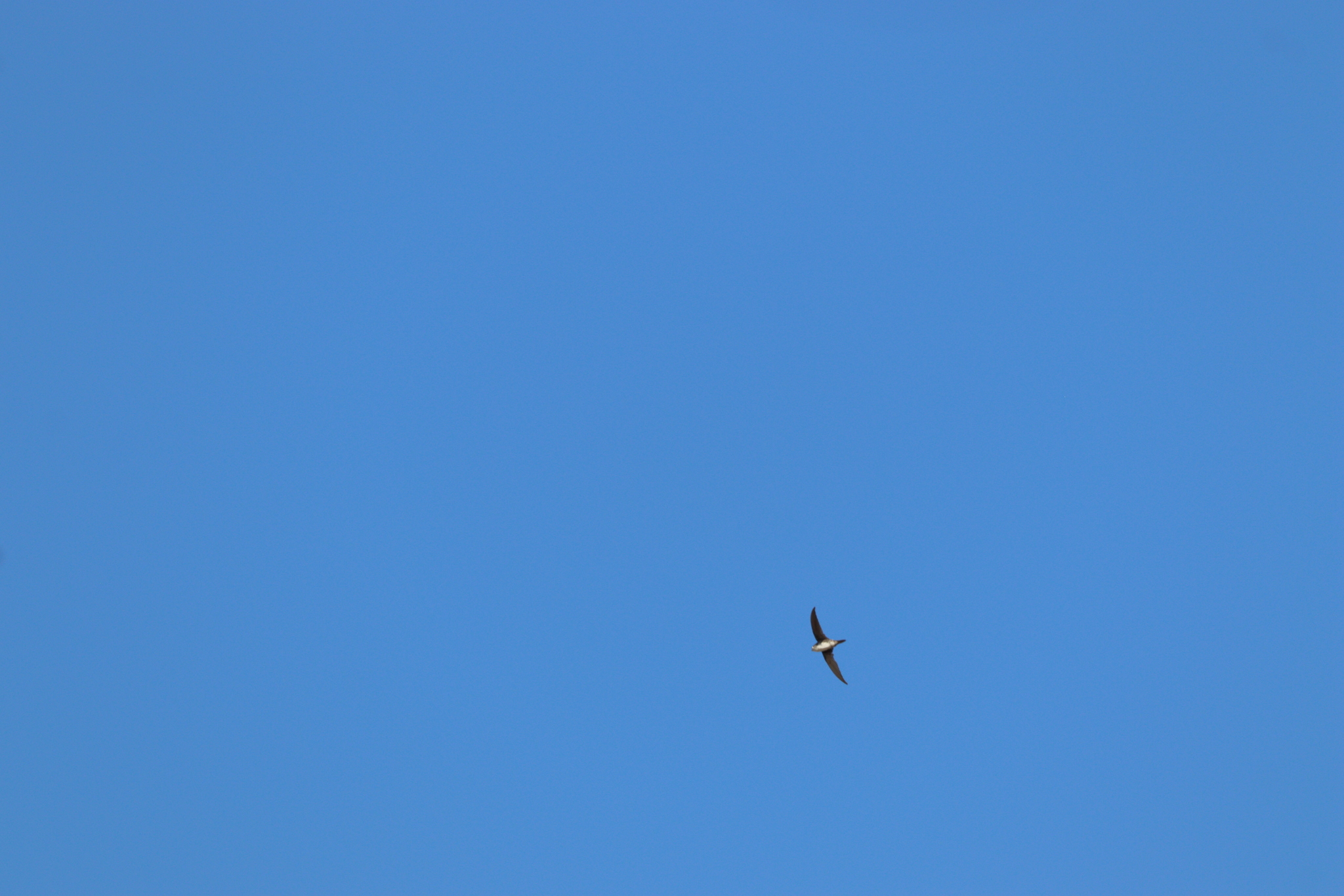 Fork-tailed Palm Swift (Tachornis squamata), photo 2