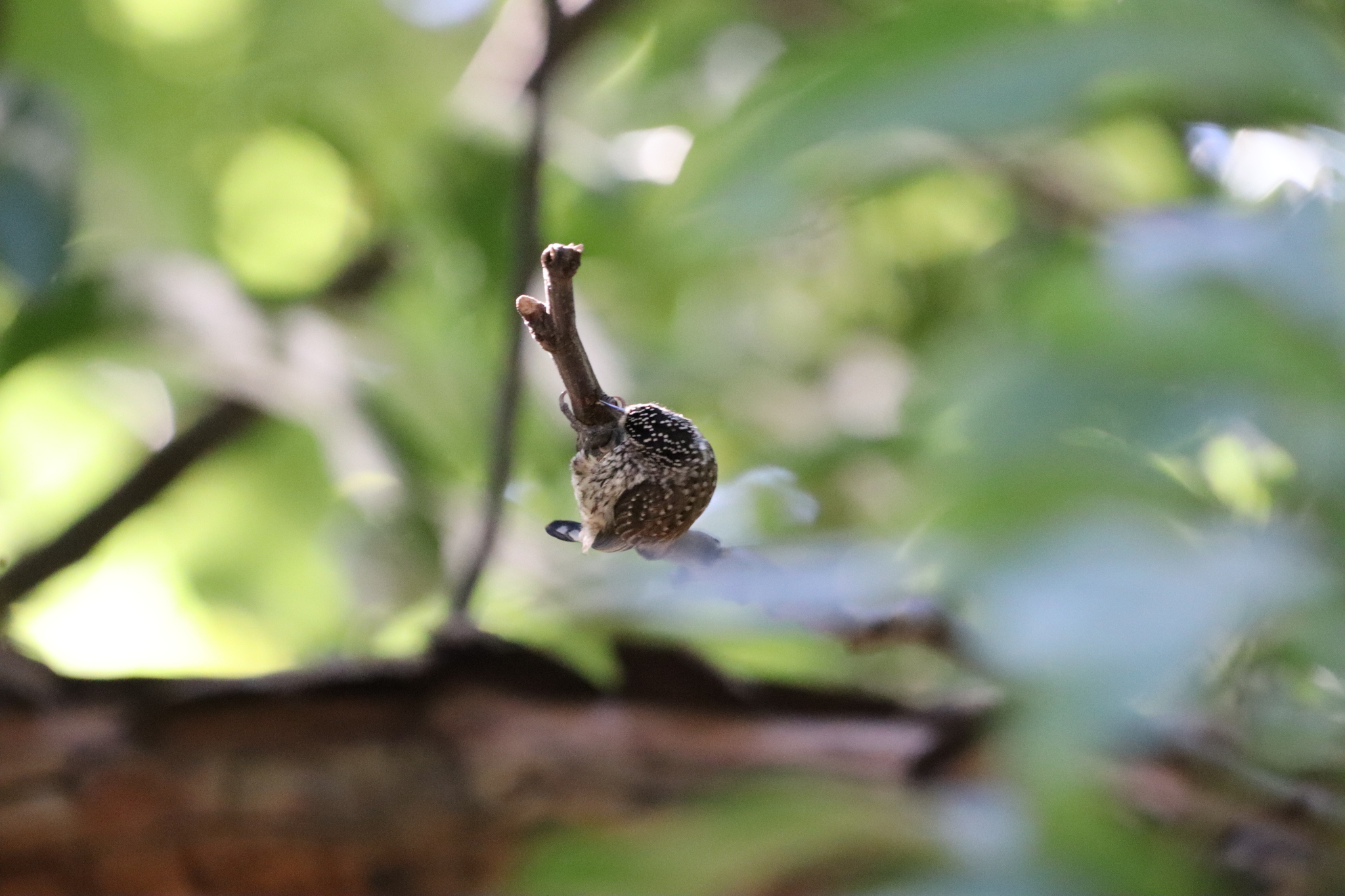 White-wedged Piculet (Picumnus albosquamatus), photo 3