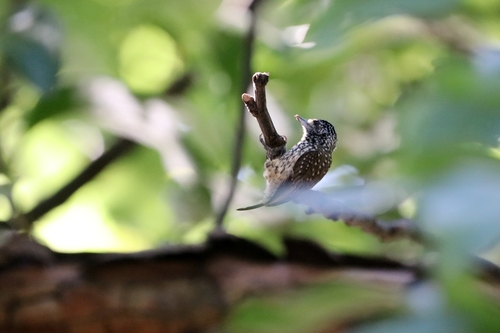 White-wedged Piculet (Picumnus albosquamatus), photo 4