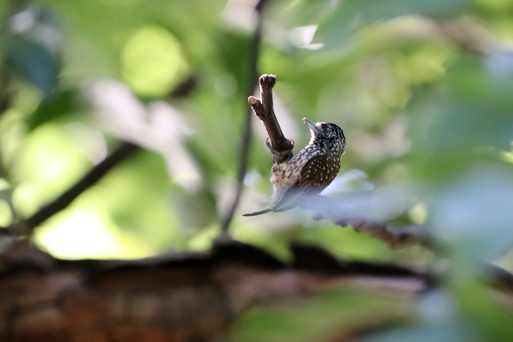 White-wedged Piculet (Picumnus albosquamatus), photo 2