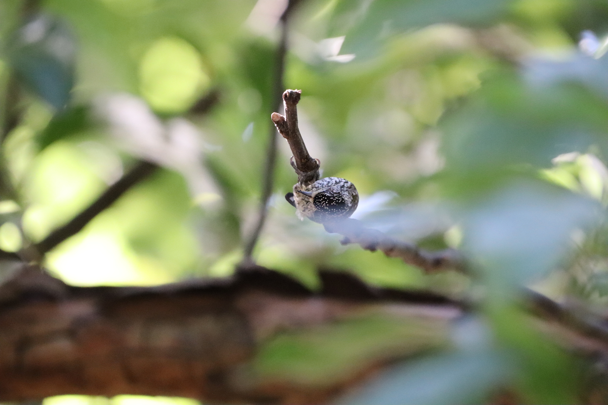 White-wedged Piculet (Picumnus albosquamatus), photo 4